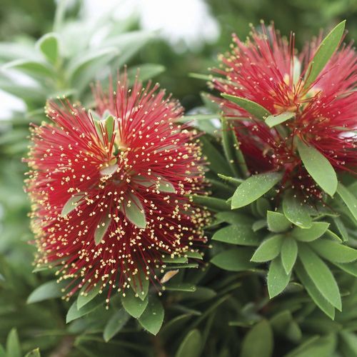 Цветочный кустарник для клумбы - Dragon Fire® Callistemon - Star® Roses and Plants - с розовыми цветами