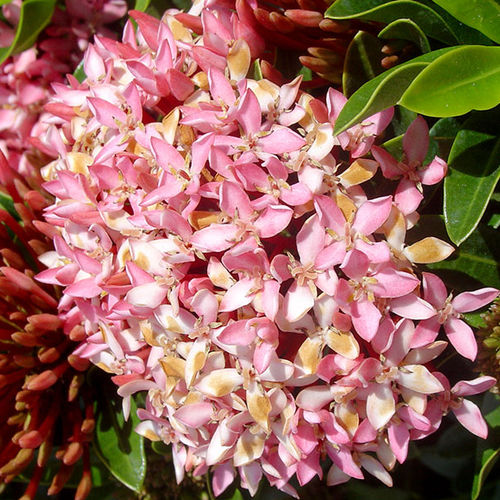 Цветочный кустарник для горшков - Dwarf Hawaiian Pink - Vista Farms - для клумбы / с розовыми цветами