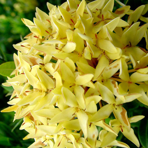 Цветочный кустарник для горшков - Dwarf Yellow - Vista Farms - для клумбы / с желтыми цветами