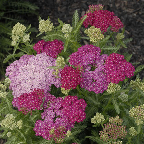 Многолетнее цветочное растение - Achillea millefolium 'Saucy Seduction' - Walters Gardens Inc - розовое / для сада / для клумбы