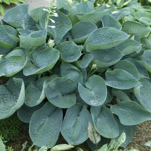 Многолетнее цветочное растение - Hosta 'Abiqua Drinking Gourd' - Walters Gardens Inc - белое / для среза / для клумбы