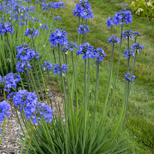 Agapanthus Galaxy Blue Walters Gardens Inc