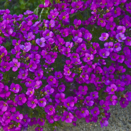Многолетнее цветочное растение - Arabis caucasica 'Lotti Deep Rose' - Walters Gardens Inc - розовое / фиолетовое / для сада