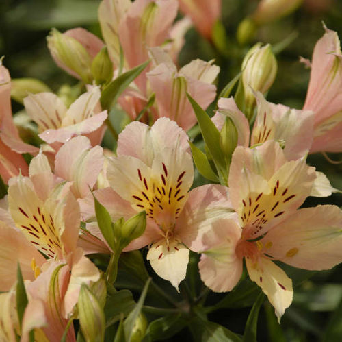 Многолетнее цветочное растение - Alstroemeria INCA ICE™ - Walters Gardens Inc - смесь цветов / желтое / для среза