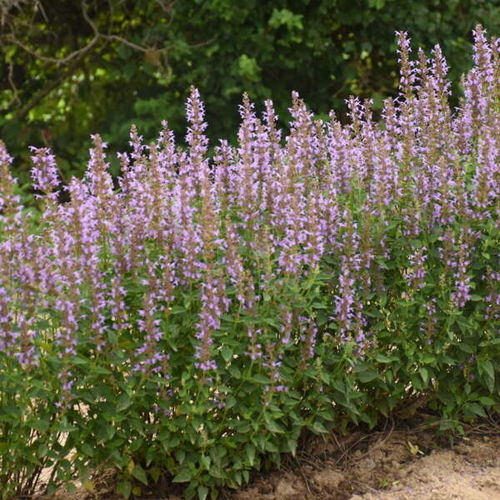 Многолетнее цветочное растение - Agastache 'Blue Bayou'  - Walters Gardens Inc - фиолетовое / синее / для сада