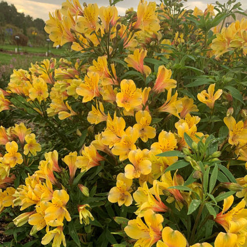 Многолетнее цветочное растение - Alstroemeria 'Golden Tiara' - Walters Gardens Inc - желтое / для сада / для привлечения бабочек