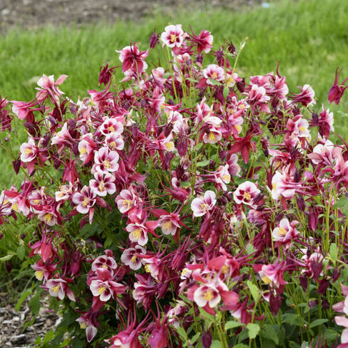Многолетнее цветочное растение - Aquilegia EARLYBIRD™  - Walters Gardens Inc - белое / красное / для сада