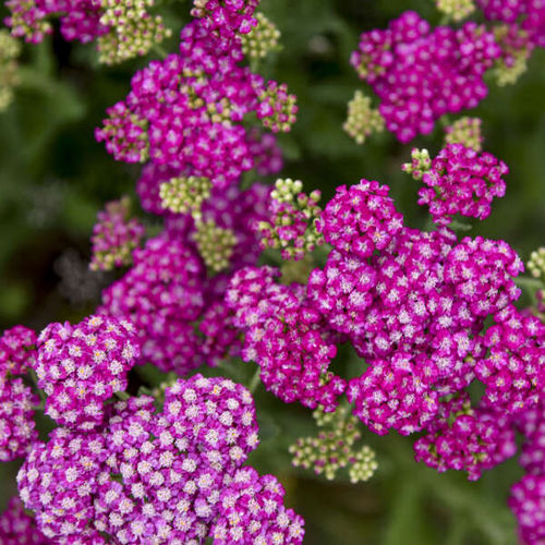 Многолетнее цветочное растение - Achillea 'Firefly Fuchsia' - Walters Gardens Inc - розовое / для среза / для сада