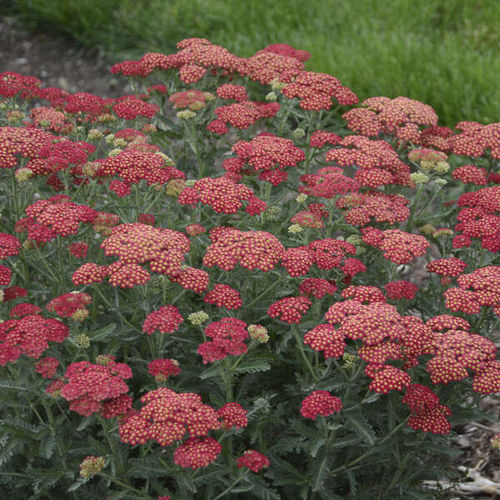 Многолетнее цветочное растение - Achillea 'Firefly Red Pop' - Walters Gardens Inc - красное / смесь цветов / для среза