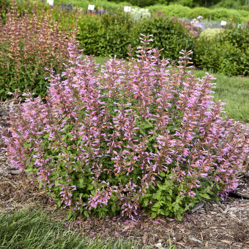 Многолетнее цветочное растение - Agastache 'Pinky Pie' - Walters Gardens Inc - розовое / для среза / для сада