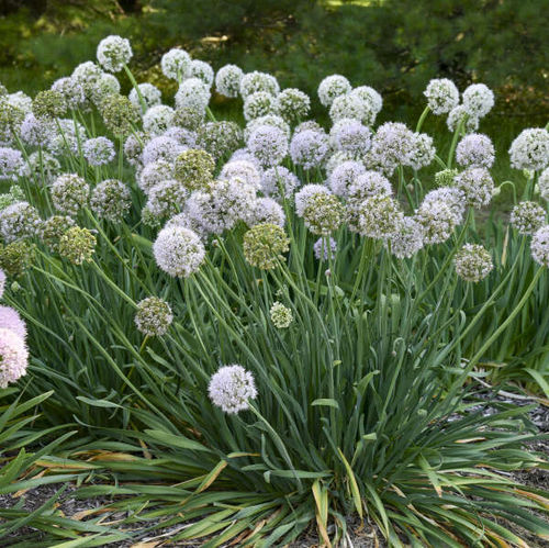 Многолетнее цветочное растение - Allium 'Bobblehead' - Walters Gardens Inc - фиолетовое / для среза / для сада