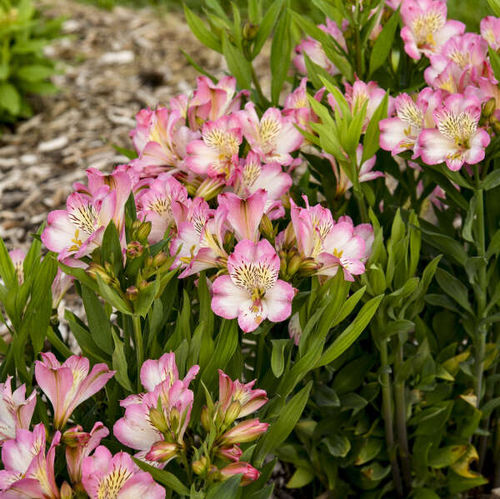 Многолетнее цветочное растение - Alstroemeria Summer Break - Walters Gardens Inc - розовое / для среза / для сада