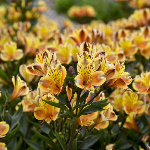 Многолетнее цветочное растение - Alstroemeria Summer Breeze - Walters Gardens Inc - желтое / смесь цветов / для сада