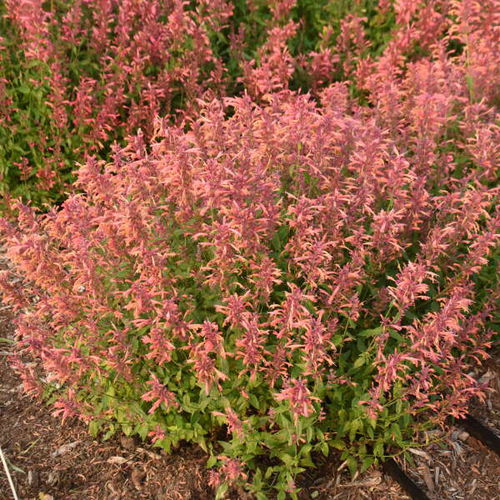 Оранжевое цветочное растение - Agastache 'Guava Lava' - Walters Gardens Inc - для среза / для сада / для привлечения бабочек