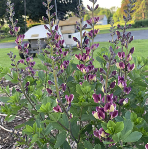 Многолетнее цветочное растение - Baptisia 'Grape Escape' - Walters Gardens Inc - фиолетовое / для среза / для сада