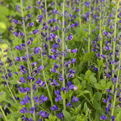 Многолетнее цветочное растение - Baptisia 'Periwinkle Popsicle' - Walters Gardens Inc - синее / для среза / для сада