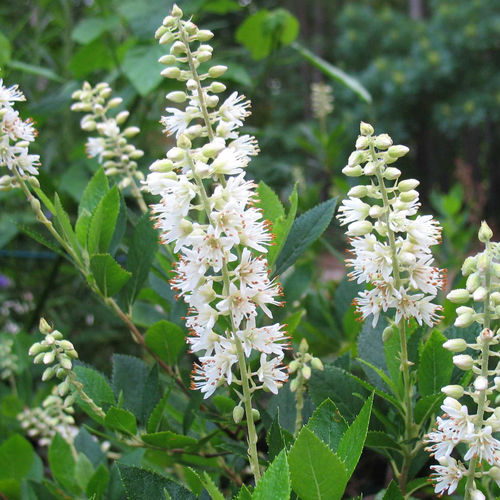 Многолетнее цветочное растение - Alnifolia - Willowbend Nursery Inc - белое / ароматизированное