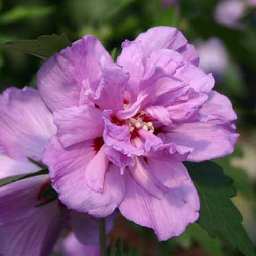 Многолетнее цветочное растение - Ardens - Willowbend Nursery Inc - розовое