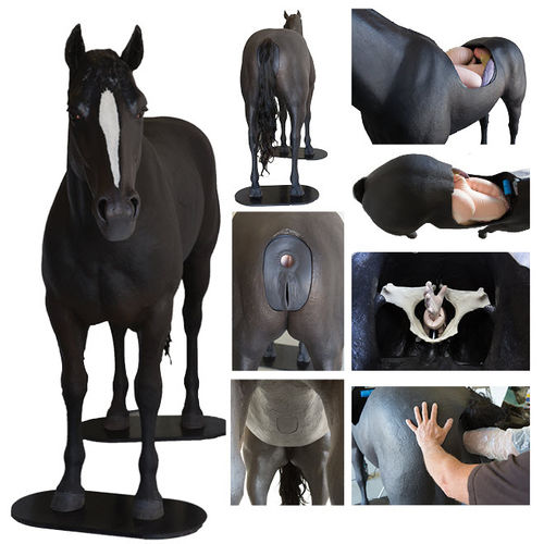 Ветеринарный тренажер для пальпации - Veterinary Simulator Industries Ltd. - для лошадей / всего тела