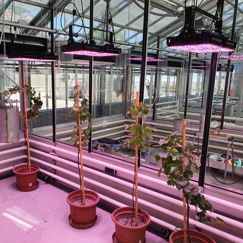 Освещение для теплицы - ANTARES - Ambralight - для вертикального выращивания / для камеры для растений / для цветоводства
