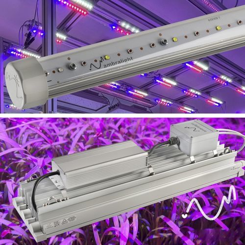 Освещение для теплицы - Aquila + Elettra - Ambralight - для аквакультуры / для вертикального выращивания / LED