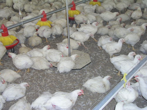 Система взвешивания для домашней птицы - DWS-20 bird weigh computer - OPTICON AGRI SYSTEMS - электронная / автоматическая