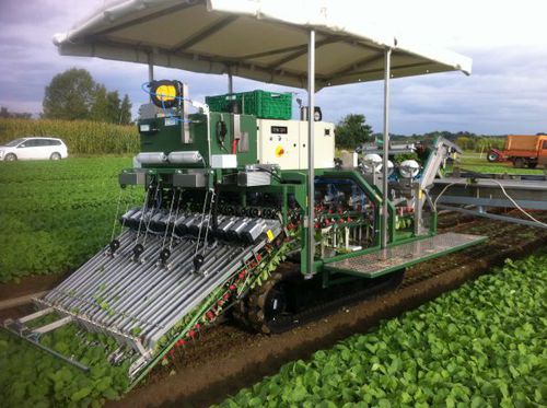 Уборочная машина для редиса - Fully - Koppert Machines - самоходная / 4 ряда