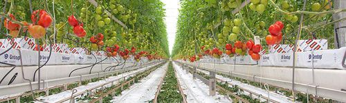 Система беспочвенного выращивания - Nobutec Tuinbouwprojekten B.V.