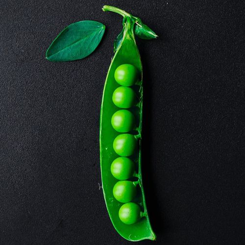 Семена масличных культур устойчивое к оидиуму - QUANTUM PS - PanDia Seeds - устойчивое к фузариозу