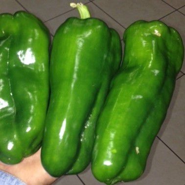 Раннее семена сладкого перца - EL GUAPO F-1 - PanDia Seeds - гибридное / красное