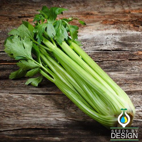 Гибридный семена сельдерея - Golden Self Blanching - Seeds by Design