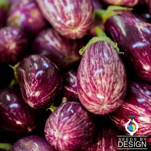 Гибридное семена баклажана - Pandora Striped Rose - Seeds by Design - цилиндрическое