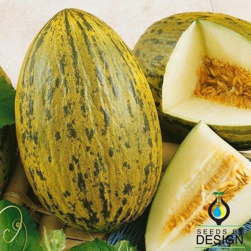 Годовой семена дыни - Piel de Sapo - Seeds by Design - желтый / зеленый