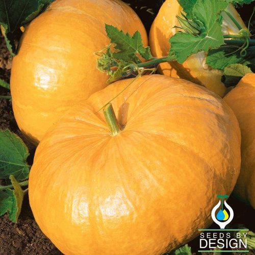 Раннее семена тыквы - Yellow Paris - Seeds by Design - желтое / круглое