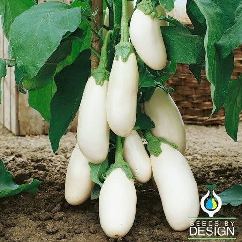 Годовое семена баклажана - Casper - Seeds by Design - вьющееся растение