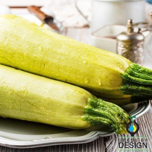 Раннее семена тыквы - Lebanese White Bush - Seeds by Design - годовое / летнее / гибридное