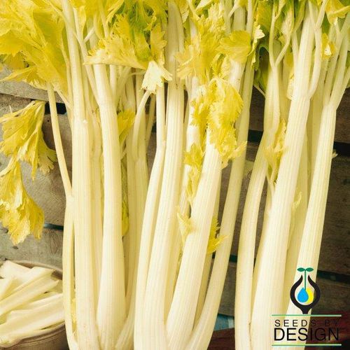 Годовой семена сельдерея - Golden Boy - Seeds by Design