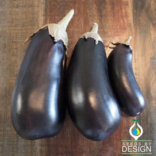 Годовое семена баклажана - Florida Market - Seeds by Design