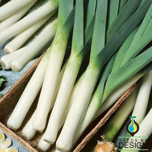 Поздний семена лука-порея - Giant Musselburgh - Seeds by Design - годовой / зимний / биологически чистый