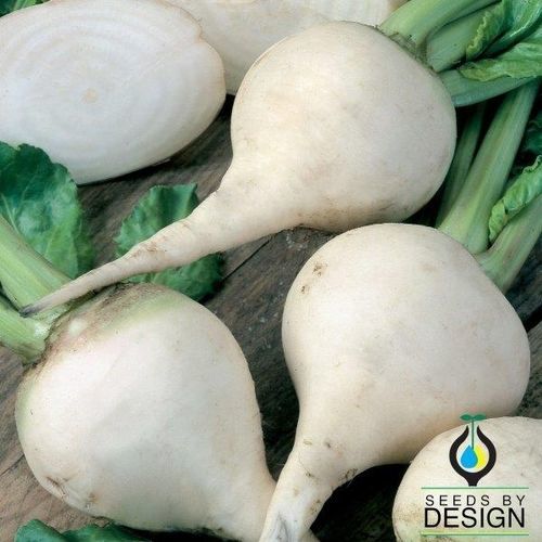 Семена свеклы для сахара - Albino - Seeds by Design - конический / белый