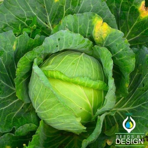 Годовое семена капусты - Glory of Enkhuizen - Seeds by Design - осеннее / гибридное