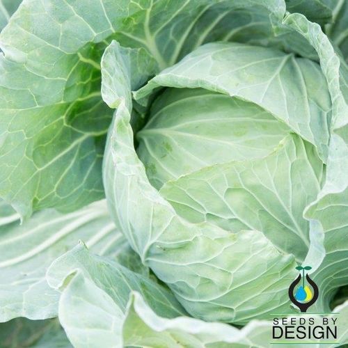 Годовое семена капусты - Drumhead - Seeds by Design - гибридное