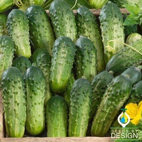 Семена огурцов средняя зрелость - Sumter - Seeds by Design - устойчивое к оидиуму / устойчивое к парше / годовое
