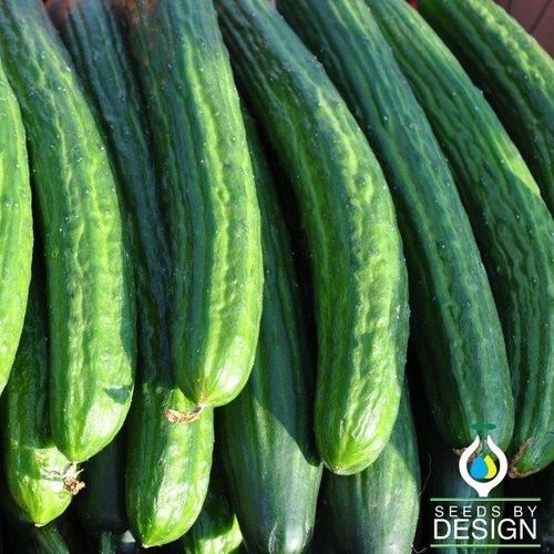 Годовое семена огурцов - Long Burpless  - Seeds by Design - весеннее / гибридное / для тепличных культур