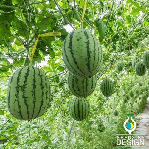 Годовое семена арбуза - Peacock Improved - Seeds by Design - вьющееся растение
