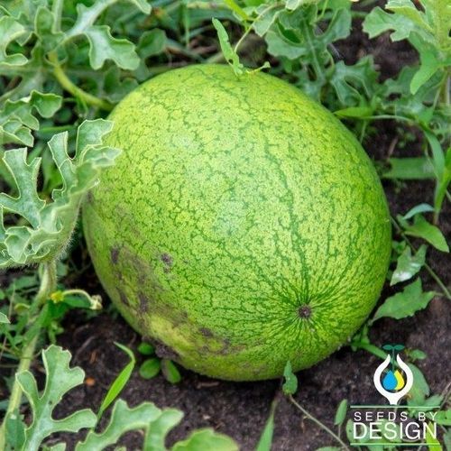 Семена арбуза устойчивое к фузариозу - Greybelle - Seeds by Design - устойчивое к антракнозу / годовое / круглое