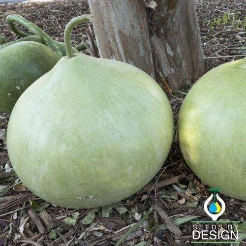 Раннее семена тыквы - Bushel - Seeds by Design - круглое