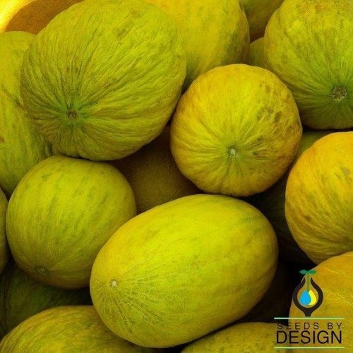 Годовой семена дыни - Amarillo Oro - Seeds by Design - гибридный