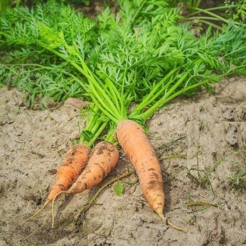 Гибридное семена моркови - Shin Kuroda 5 - Seeds by Design