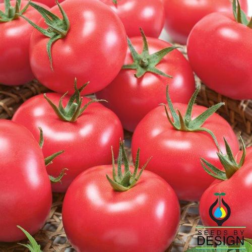 Розовый семена томатов - Clear  - Seeds by Design - круглый